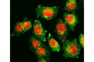 IF analysis of TOR1AIP1 using anti-TOR1AIP1 antibody (ABIN7599399).