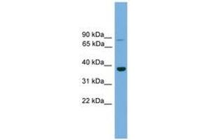 Image no. 1 for anti-Transcription Factor MafA (MAFA) (C-Term) antibody (ABIN6744655) (MAFA Antikörper  (C-Term))