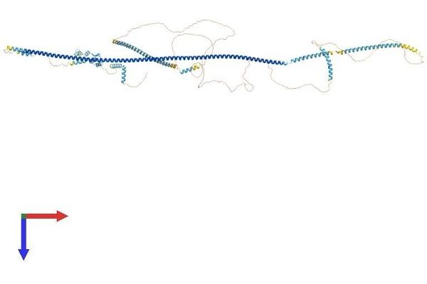 OFD1 Protein (AA 1-1012) (His tag)
