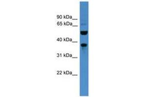 Image no. 1 for anti-Bestrophin 3 (BEST3) (AA 21-70) antibody (ABIN6745454)
