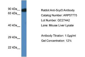 Western Blotting (WB) image for anti-SCY1-Like 3 (SCYL3) (Middle Region) antibody (ABIN2787387) (SCYL3 Antikörper  (Middle Region))