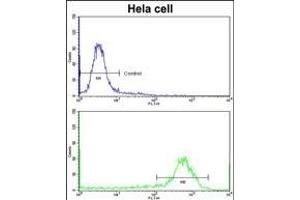 Flow cytometric analysis of hela cells using CFL1 Antibody (N-term)(bottom histogram) compared to a negative control cell (top histogram)FITC-conjugated goat-anti-rabbit secondary antibodies were used for the analysis. (Cofilin Antikörper  (N-Term))