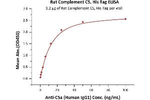Immobilized Rat Complement C5, His Tag (ABIN6731339,ABIN6809876) at 2 μg/mL (100 μL/well) can bind Anti-C5a (Human IgG1) with a linear range of 0. (C5 Protein (AA 24-1688) (His tag))