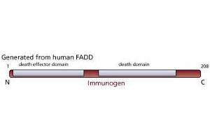 Image no. 1 for anti-Fas (TNFRSF6)-Associated Via Death Domain (FADD) antibody (ABIN967524) (FADD Antikörper)
