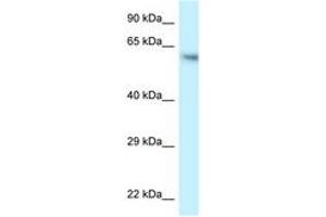 Image no. 1 for anti-Folliculin (FLCN) (AA 506-555) antibody (ABIN6747602) (FLCN Antikörper  (AA 506-555))