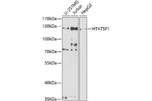Western blot analysis of extracts of various cell lines, using HT antibody  at 1:1000 dilution. (HTATSF1 Antikörper  (AA 1-270))