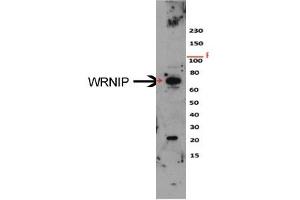 Sample Type: HeLa cell lysateDilution: 1:1000 (WRNIP1 Antikörper  (N-Term))
