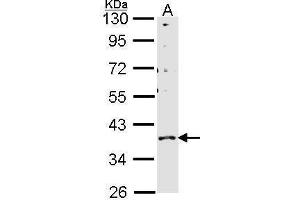 WB Image Sample (30 ug of whole cell lysate) A: H1299 10% SDS PAGE GPR146 antibody antibody diluted at 1:1000 (GPR146 Antikörper)