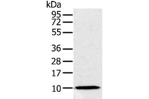 Western Blot analysis of Raw264. (NDUFA2 Antikörper)