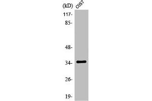 Western Blot analysis of COS7 cells using Olfactory receptor 13C4 Polyclonal Antibody