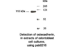Image no. 2 for anti-Osteomodulin (OMD) (N-Term) antibody (ABIN347103) (Osteomodulin Antikörper  (N-Term))