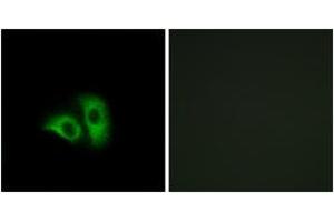 Immunofluorescence analysis of A549 cells, using OR10X1 Antibody. (OR10X1 Antikörper  (AA 216-265))