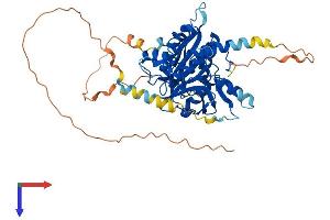 ATG4D Protein (AA 1-474) (His tag)