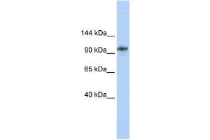 Western Blotting (WB) image for anti-Bobby Sox Homolog (BBX) antibody (ABIN2458006) (BBX Antikörper)