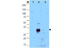 Image no. 1 for anti-CCAAT/enhancer Binding Protein (C/EBP), delta (CEBPD) (N-Term) antibody (ABIN1106666) (CEBPD Antikörper  (N-Term))