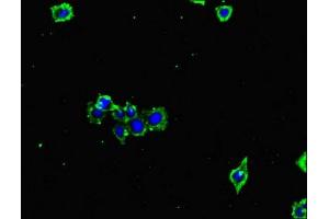 Immunofluorescence (IF) image for anti-Glutamate-Ammonia Ligase (GLUL) (AA 86-373) antibody (ABIN7154022)