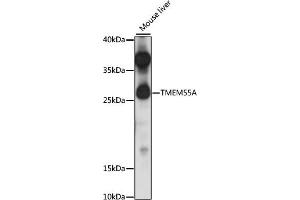 Western blot analysis of extracts of mouse liver, using TMEM55A antibody (ABIN7270967) at 1:1000 dilution. (TMEM55A Antikörper  (AA 130-195))