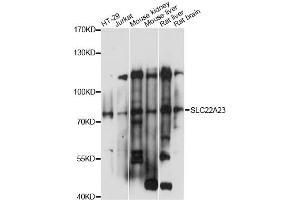 Western blot analysis of extracts of various cell lines, using SLC22A23 antibody (ABIN6292277) at 1:1000 dilution. (SLC22A23 Antikörper)