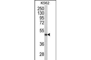 Western blot analysis of KIR3DS1 Antibody (C-term) (ABIN652617 and ABIN2842412) in K562 cell line lysates (35 μg/lane). (KIR3DS1 Antikörper  (C-Term))