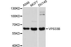 Western blot analysis of extracts of various cell lines, using VPS33B antibody. (VPS33B Antikörper)
