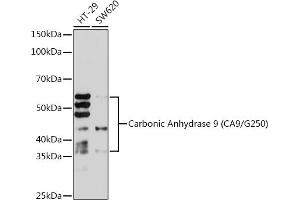 Western blot analysis of extracts of various cell lines, using Carbonic Anhydrase 9 (C/G250) Rabbit mAb (ABIN1680827, ABIN3019284, ABIN3019285 and ABIN7101745) at 1:1000 dilution. (CA9 Antikörper)