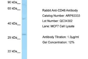 Western Blotting (WB) image for anti-CD48 (CD48) (N-Term) antibody (ABIN2789452) (CD48 Antikörper  (N-Term))