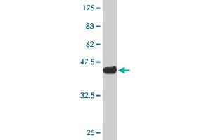 Western Blot detection against Immunogen (38. (STK3 Antikörper  (AA 311-431))