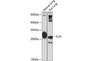 Western blot analysis of extracts of various cell lines, using IL24 antibody (ABIN6128082, ABIN6142368, ABIN6142369 and ABIN6219012) at 1:3000 dilution. (IL-24 Antikörper  (AA 52-140))