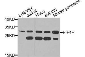 Western blot analysis of extracts of various cells, using EIF4H antibody. (EIF4H Antikörper)