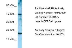 Western Blotting (WB) image for anti-Artemin (ARTN) (Middle Region) antibody (ABIN2789666)