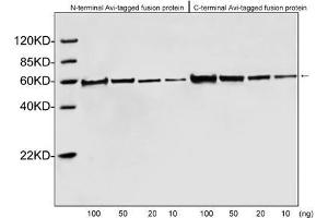 Western blot analysis of Avi tagged fusion proteins expressed in E. (Avi-Tag Antikörper)