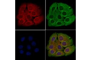 ABIN6260361 and ABIN6266793 staining Hela cells by IF/ICC. (C1orf57 Antikörper  (C-Term))
