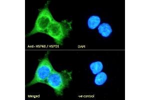(ABIN5539538) Immunofluorescence analysis of paraformaldehyde fixed A431 cells, permeabilized with 0. (HSPD1 Antikörper  (AA 333-344))