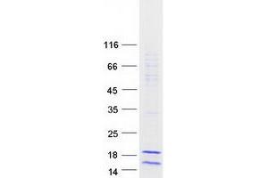 Western Blotting (WB) image for H2A Histone Family, Member Z (H2AFZ) protein (Myc-DYKDDDDK Tag) (ABIN2722805)