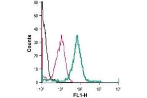 Flow Cytometry (FACS) image for anti-Solute Carrier Family 7, (Cationic Amino Acid Transporter, Y+ System) Member 11 (SLC7A11) (AA 218-231), (Extracellular) antibody (FITC) (ABIN7043752)