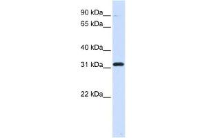 EEF1B2 antibody used at 1 ug/ml to detect target protein. (EEF1B2 Antikörper  (Middle Region))