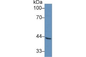 Western Blot; Sample: Human A549 cell lysate; Primary Ab: 1µg/ml Rabbit Anti-Simian VCAM1 Antibody Second Ab: 0.
