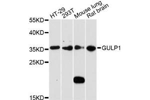 Western blot analysis of extracts of various cell lines, using GULP1 antibody (ABIN5971783) at 1:3000 dilution.