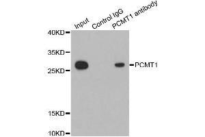 Immunoprecipitation analysis of 200ug extracts of HepG2 cells using 1ug PCMT1 antibody. (PCMT1 Antikörper)