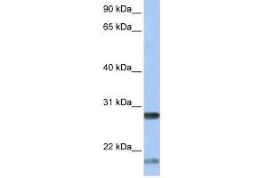 BDNF antibody used at 1 ug/ml to detect target protein. (BDNF Antikörper  (Middle Region))