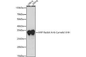 Western blot analysis of extracts of various cell lines, using HRP Rabbit Anti-Camelid VHH Antibody antibody (ABIN3014998, ABIN3014999, ABIN3015000 and ABIN1680416) at 1:1000 dilution. (Kaninchen anti-Kamel IgG Antikörper (HRP))