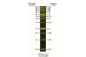 Agarose Gel Electrophoresis (AGE) image for FluoroBand™ 1 KB (0.25-10 kb) Fluorescent DNA Ladder (ABIN5662614) (FluoroBand™ 1 KB (0.25-10 kb) Fluorescent DNA Ladder)