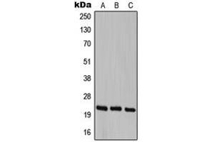 Western blot analysis of Cerebellin 1 expression in HEK293T (A), SP2/0 (B), PC12 (C) whole cell lysates.