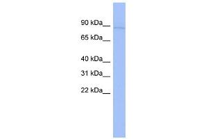 WB Suggested Anti-CARS Antibody Titration:  0. (CARS Antikörper  (N-Term))