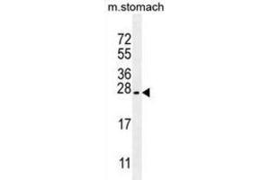 Western Blotting (WB) image for anti-Prostate Stem Cell Antigen (PSCA) antibody (ABIN2997805) (PSCA Antikörper)