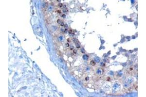 ABIN185184 (10µg/ml) staining of paraffin embedded Human Testis.