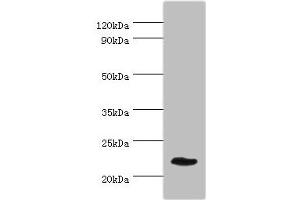 Western blot All lanes: GFER antibody at 3 μg/mL + Mouse liver tissue Secondary Goat polyclonal to rabbit IgG at 1/10000 dilution Predicted band size: 24, 16 kDa Observed band size: 24 kDa (GFER Antikörper  (AA 81-205))