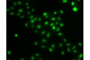 Immunofluorescence analysis of U2OS cells using HIRIP3 antibody. (HIRIP3 Antikörper)