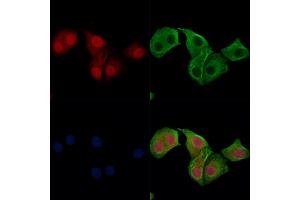Phospho-IRF7 (Ser471/Ser472) Antibody staining Hela cells(heat shock treatment) by IF/ICC. (IRF7 Antikörper  (pSer471, pSer472))