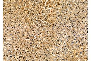 ABIN7094981 and ABIN7099037 at 1/100 staining mouse liver tissue by IHC-P. (ANKH Antikörper)